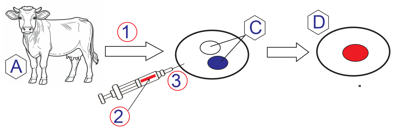Hình mô tả một giai đoạn của nguyên lí tạo động vật biến đổi gene. Có bao nhiêu nhận định dưới đây đúng với sơ đồ? (ảnh 1)