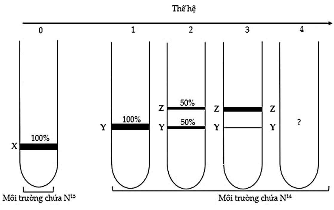 Một nhóm nghiên cứu thực hiện thí nghiệm để kiểm chứng mô hình nhân đôi DNA ở vùng nhân của tế bào nhân sơ. Họ đã nuôi một số vi khuẩn E.coli trong môi trường chỉ có nitơ đồng vị nặng (15N). (ảnh 1)