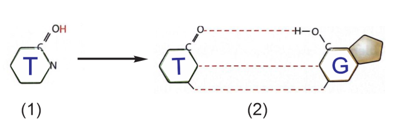 Hình mô tả cơ chế di truyền có thể xảy ra trong tế bào. Nếu trên một DNA chứa một vị trí thymine dạng hiếm (như hình) thì qua nhân đôi 3 lần sẽ phát sinh phân tử DNA đột biến có 3 vị trí nucleotide biến đổi chiếm tỉ lệ bao nhiêu (ảnh 1)