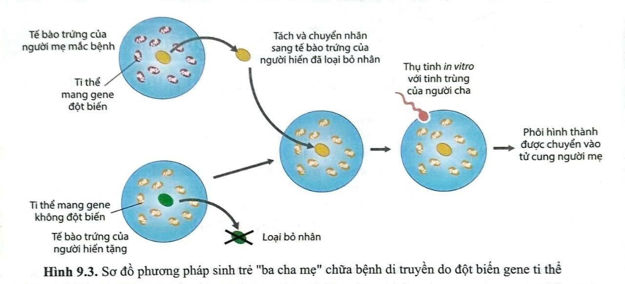 Để chữa bệnh di truyền do đột biến gene ti thể g&acirc;y ra ở người c&aacute;c nh&agrave; khoa học đ&atilde; sử dụng phương ph&aacute;p sinh trẻ &ldquo;ba cha mẹ&rdquo; được m&ocirc; tả bằng sơ đồ sau: (ảnh 1)
