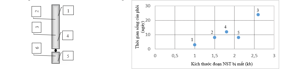 Xử lý phôi của một loài côn trùng gây đột biến mất đoạn nhiễm sắc thể ở 6 vị trí khác nhau (từ 1 - 6) được thể hiện ở hình 3A. Theo dõi thời gian sống của các phôi tương ứng với các đột biến, kết quả được thể hiện qua đồ thị hình 3B. (ảnh 1)