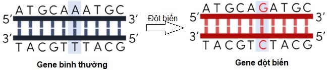 Hình sau mô tả một đoạn trình tự nucleotide của gene bình thường và gene đột biến có cấu trúc như sau:     Loại đột biến xảy ra đối với gene trên đã làm thay đổi bao nhiêu liên kết  hydrogene? (ảnh 1)
