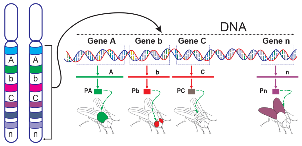 Hình bên dưới mô tả NST ở sinh vật nhân thực.   Mỗi nhận định sau đây là Đúng hay Sai? (ảnh 1)