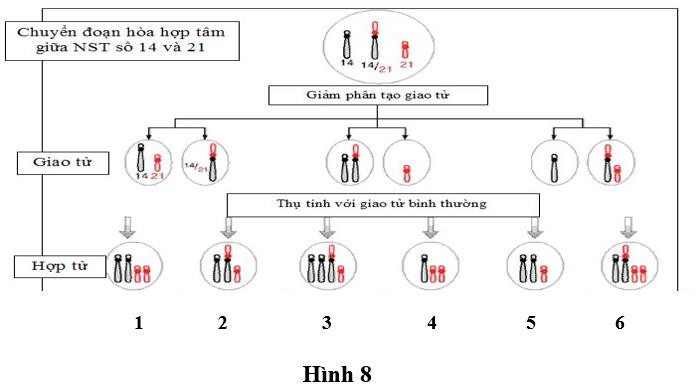 Hình 8 thể hiện quá trình đột biến chuyển đoạn hợp tâm NST giữa NST số 14 với NST số 21. Khi cơ thể này giảm phân, tham gia thụ tinh để hình thành các hợp tử. Hãy viết liền các số tương ứng ( từ nhỏ đến lớn) với các hợp tử ở dạng thể một nhiễm. (ảnh 1)