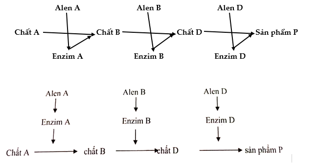 Ở người, xét 3 cặp gene nằm trên 3 cặp nhiễm sắc thể thường, các gen này quy định các enzyme khác nhau cùng tham gia vào quá trình chuyển hóa các chất trong cơ thể theo sơ đồ sau: (ảnh 1)