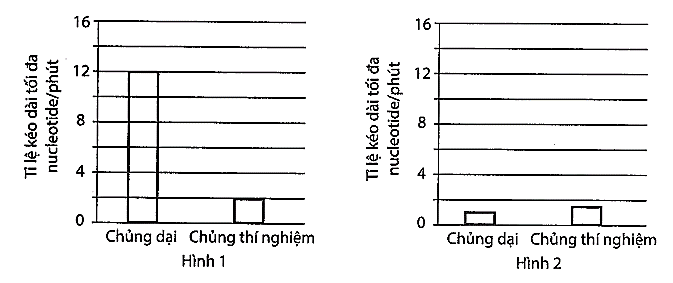 Các nhà khoa học nghiên cứu tốc độ phiên mã của một loại RNA polymerase chứa đột biến thay thế một amino acid so với chủng nấm men thông thường. (ảnh 1)