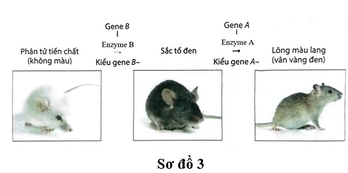 Màu lông chuột (Mus musculus) do hai enzyme được tổng hợp bởi gene B và gene A (các alelle tương ứng là b và a không tổng hợp được hai enzyme này).  (ảnh 1)