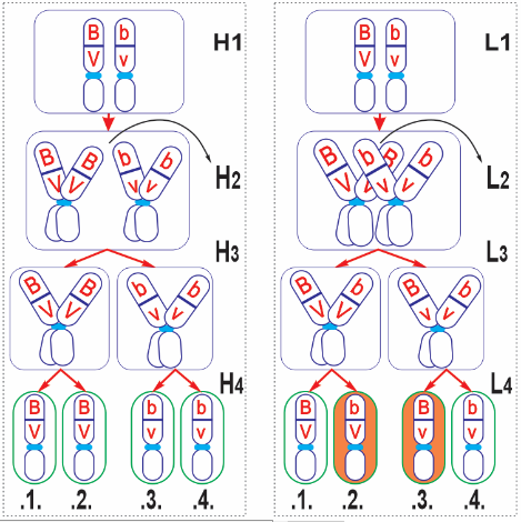 Sơ đồ tóm tắt cơ sở tế bào học giải thích hiện tượng di truyền hai tính trạng của thí nghiệm Morgan. (ảnh 1)