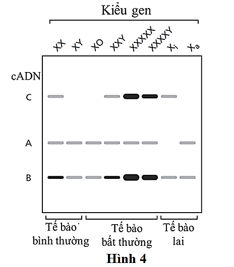 Ở động vật có vú, trong mỗi tế bào của cơ thể cái thường có một NST X bị bất hoạt một cách ngẫu nhiên ở giai đoạn sớm của quá trình phát triển.  (ảnh 1)