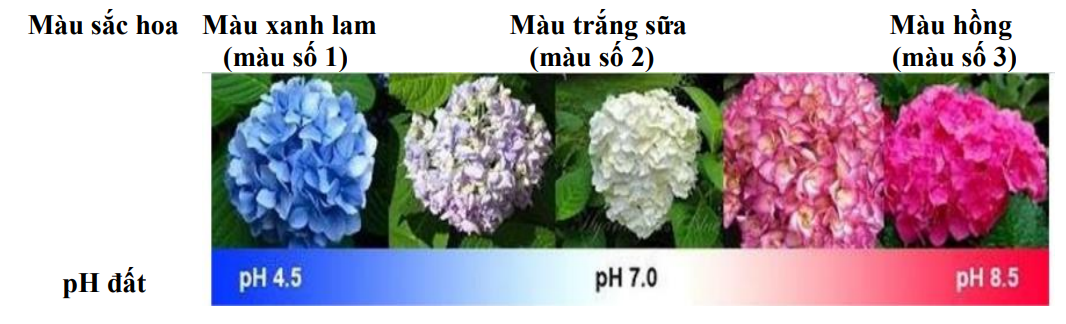 Câu 32.	Hoa cẩm tú cầu (Hydrangea) là loài hoa có nguồn gốc xuất xứ từ những vùng núi cao hơn 1000m ở Nhật Bản, Trung Quốc, Đông Nam Á, Nam Á,  (ảnh 1)