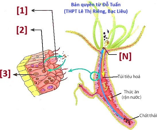 Hình sau đây mô tả quá trình tiêu hóa thức ăn ở Thủy tức (hydra), một loài động vật bậc thấp thuộc Ngành ruột khoang có cơ quan tiêu hóa dạng túi. Khi nói về quá trình này, phát biểu nào sau đây không đúng? (ảnh 1)