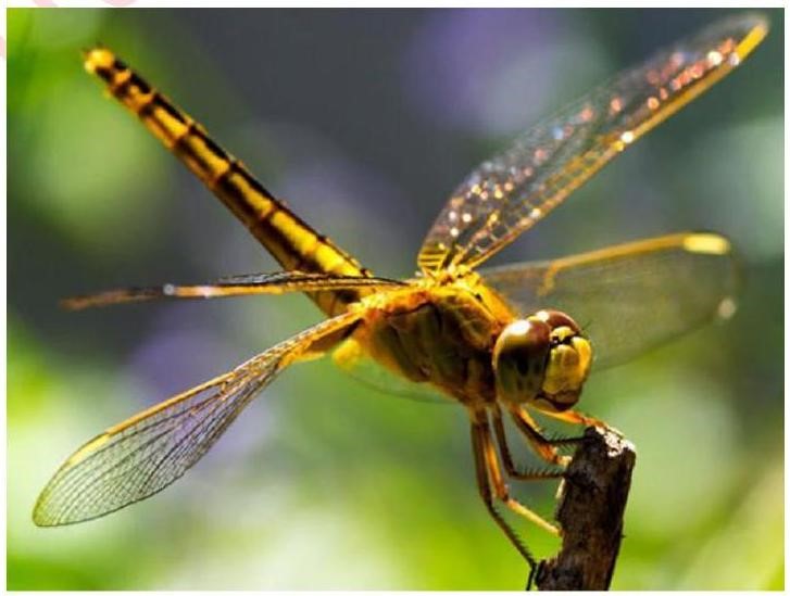 Điền các tính từ thích hợp trong ngoặc đơn vào chỗ trống để hoàn thiện đoạn văn miêu tả con chuồn chuồn.     (ảnh 1)