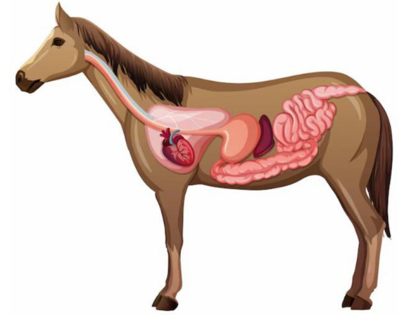 Hình ảnh sau gợi nhắc đến câu thành ngữ, tục ngữ nào?   a/ Một con ngựa đau cả tàu bỏ cỏ. b/ Thẳng như ruột ngựa. c/ Ngựa chạy có bầy, chim bay có bạn (ảnh 1)