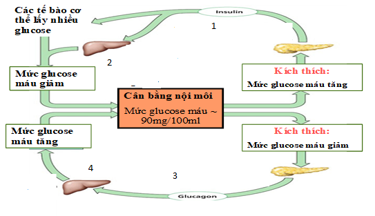 Vận tốc dòng máu, huyết áp khác nhau như thế nào ở các loại mạch? Vẽ đồ thị thể hiện. (ảnh 1)