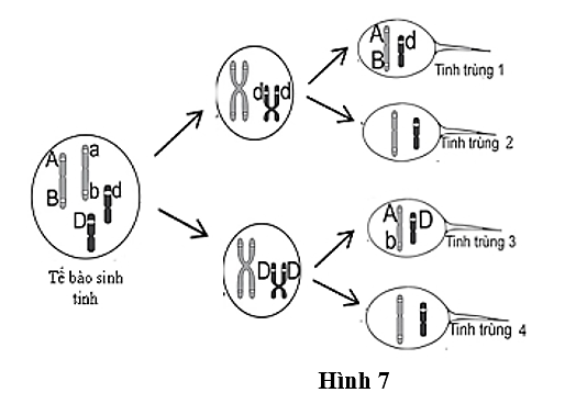 Quan sát quá trình giảm phân của một tế bào sinh tinh, người ta ghi nhận lại diễn biến nhiễm sắc thể được mô tả như hình 9.  (ảnh 1)