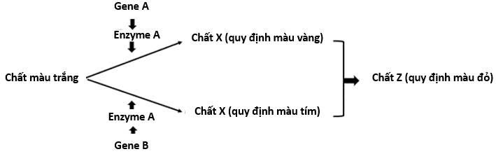 Ở một loài thực vật, tính trạng màu hoa do hai cặp gen A, a và B, b phân li độc lập cùng quy định theo sơ đồ sinh hoá sau:  (ảnh 1)