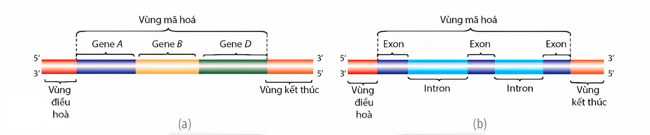 Hình bên mô tả cấu trúc của gene ở sinh vật nào?   A. Đậu Hà lan.	B. Vi khuẩn E.Coli.	C. Người.	D. Tinh tinh. (ảnh 1)