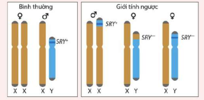 Ở người việc quyết định giới tính là do gene SRY+ nằm trên NST Y. (ảnh 1)