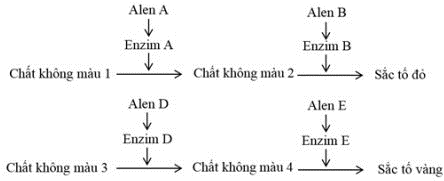 Ở một loài thực vật, tính trạng màu sắc hoa được quy định bởi 4 cặp gene (Aa, Bb, Dd, Ee), các gene phân li độc lập. (ảnh 1)
