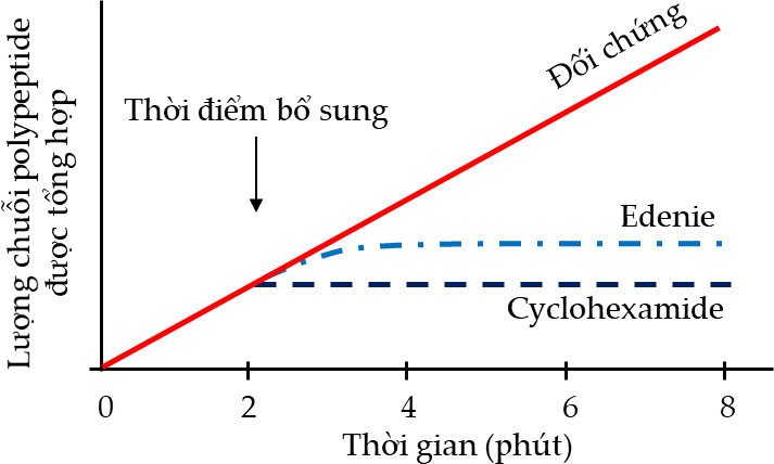 Kháng sinh edenie và cyclohexamide đều có khả năng ức chế tổng hợp protein mà không ức chế tổng hợp DNA và RNA. Khi bổ sung mỗi loại kháng sinh này vào tế bào nuôi cấy (ảnh 1)