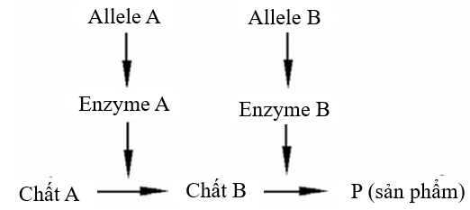 Ở người, xét hai cặp gene phân li độc lập trên nhiễm sắc thể thường, các gene này quy định các enzyme khác nhau cùng tham gia vào quá trình chuyển hóa các chất trong cơ thể theo sơ đồ sau: (ảnh 1)