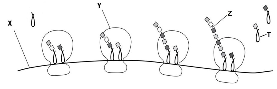 Hình dưới mô tả quá trình phiên mã 1.Hãy xác định a.Chiều cúa các mạch ở vị trí 1,2,3,4,5 là đầu 5’hay đầu 3’. (ảnh 2)
