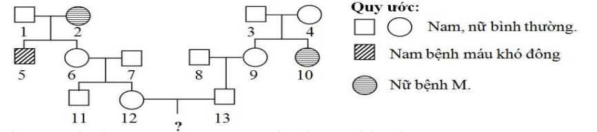 Cho sơ đồ phả hệ sau đây về sự di truyền của một bệnh M và bệnh máu khó đông ở người. Biết rằng đối với tính trạng bệnh M, tỉ lệ người mang gene gây bệnh trong số những người bình thường trong quần thể là 1/9.  (ảnh 1)