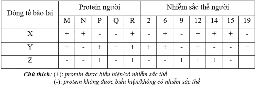 Các tế bào lai người - chuột được tạo ra bằng cách dung hợp các tế bào nuôi cấy của người và chuột.  (ảnh 1)