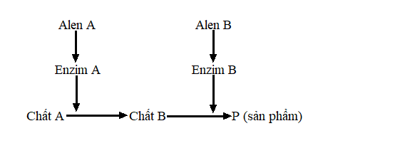 Ở người xét hai cặp gene phân li độc lập trên NST thường, các gene này quy định các enzyme khác nhau cùng tham gia vào quá trình chuyển hóa các chất trong cơ thể theo sơ đồ sau: (ảnh 1)
