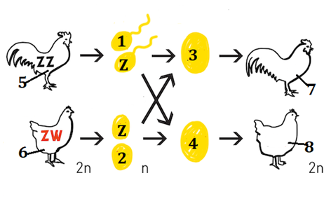 Hình bên mô tả cơ chế di truyền NST giới tính ở gà theo sơ đồ minh họa. (ảnh 1)