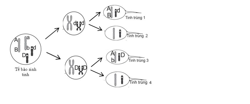 Quan sát quá trình giảm phân của một tế bào sinh tinh, người ta ghi nhận lại diễn biến nhiễm sắc thể được mô tả bằng hình vẽ bên. Các chữ cái A, a, B, b, D, d biểu diễn cho các gene nằm trên các nhiễm sắc thể. Cho các nhận xét sau: (ảnh 1)