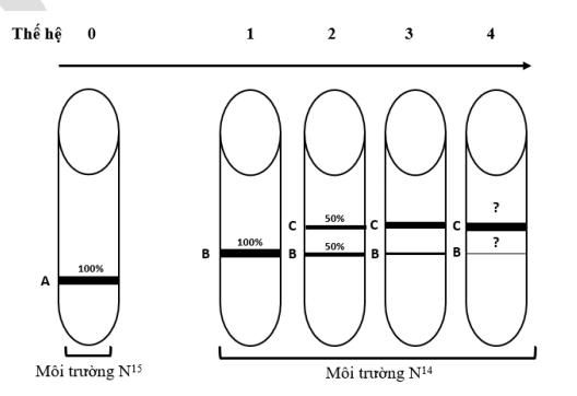 Một nhóm các nhà khoa học thực hiện lại thí nghiệm của Meselson và Stahl (1958) để nghiên cứu mô hình nhân đôi của DNA.  (ảnh 1)