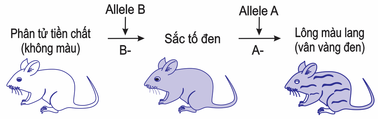 Cho biết màu lông chuột do hai enzyme được quy định bởi gene B và gene A xúc tác. Thể đồng hợp lặn bb không có enzyme xúc tác chuyển hoá tiền chất không màu thành sắc tố đen nên có màu lông trắng.  (ảnh 1)