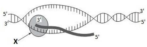 Hình vẽ sau đây mô tả một cơ chế di truyền ở cấp độ phân tử đang diễn ra. Phát biểu nào sau đây là sai? (ảnh 1)
