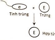 Một loài thực vật, tính trạng màu sắc hoa do 1 gene có 2 allele là E và e nằm ở lục lạp quy định, trong đó allele E quy định hoa đỏ trội hoàn toàn so với allele e quy định hoa trắng. Thực hiện phép lai (P): ♂ cây trắng × ♀ cây hoa đỏ (ảnh 4)