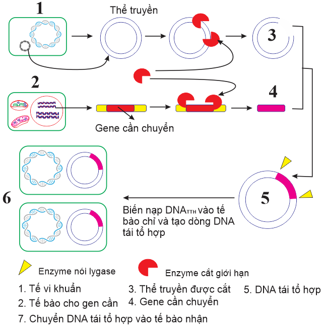 Quan sát sơ đồ dưới đây               Viết thành số liên tiếp các chú thích ứng với: DNA tái tổ hợp; tế bào cho gene; gene cần chuyển; thể truyền đã xử lý. (ảnh 1)