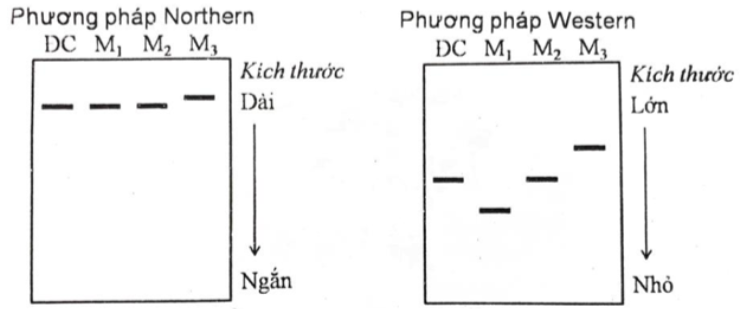 Xét 3 đột biến xảy ra ở cùng một gene, kí hiệu các thể đột biến lần lượt là M1, M2, M3. Để xác định các đột biến trên thuộc loại nào, người ta dùng phương pháp Northern (ảnh 1)