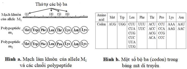 Câu 2.	Ở một chủng vi khuẩn, xét trình tự một số amino acid đầu tiên trong các chuỗi polypeptide do allele M₁ và M₂ quy định (Hình a); Hình b thể hiện một số bộ ba (codon)  (ảnh 1)