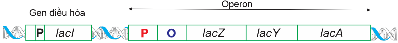 Một đoạn phân tử DNA dưới đây được phiên mã theo hướng mũi tên thì sản phẩm mRNA được tạo ra có trình tự nucleotide như thế nào? (ảnh 1)