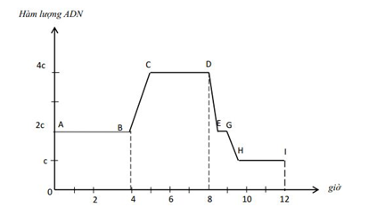 Đồ thị Hình 19 mô tả sự biến thiên hàm lượng vật chất di truyền của 1 tế bào bình thường từ lúc bắt đầu cho đến lúc thực hiện xong quá trình phân bào. Từ đồ thị, hãy cho biết, thời gian của pha S trong chu kì tế bào này chiếm bao nhiêu phút? (ảnh 1)