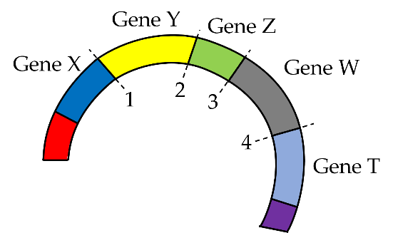 Giả sử trên một đoạn của phân tử DNA vi khuẩn, xét 5 gene X, Y,Z, W, T được phân bố ở 5 vị trí. Các chữ số 1, 2, 3, 4 là các điểm trên nhiễm sắc thể. Theo lý thuyết, các phát biểu sau đây là đúng hay sai?  (ảnh 1)