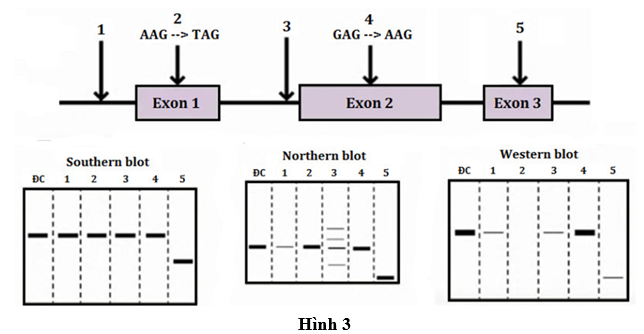 Các đột biến ở gene ᵦ-globin mã hóa chuỗi polypeptide tạo nên Hemoglobin ở người gây ra bệnh ᵦ-thalassemia, dẫn đến tình trạng thiếu máu đe dọa tính mạng. (ảnh 1)