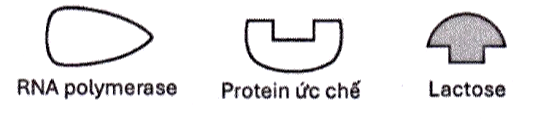 Hình 2 mô tả các thành phần tham gia vào quá trình điều hòa hoạt động của gene trong một operon cảm ứng (operon Lac) của vi khuẩn E. coli. (ảnh 1)