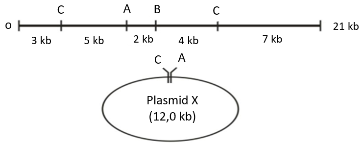 Trong công nghệ DNA tái tổ hợp, các enzyme cắt giới hạn là công cụ rất hữu hiệu nhờ khả năng cắt DNA tại trình tự nhận biết đặc hiệu.  (ảnh 1)