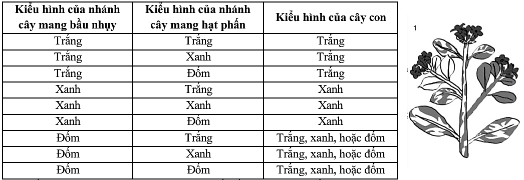 Các cây hoa phấn (Cây bốn giờ - Four o’clock plants (Mirabilis jalapa)) có các đốm lá xanh và trắng xen kẽ. Tiến hành một số phép lai và thu được đời con lai có các kiểu hình như Bảng 5. (ảnh 1)