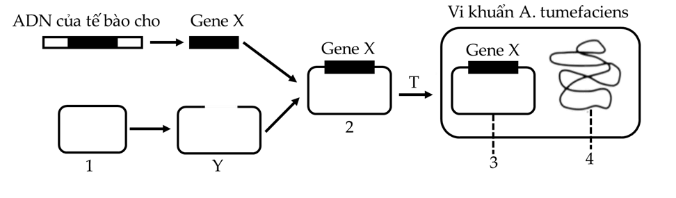 Để tạo giống lúa vàng (golden rice) giàu Beta-caroten góp phần cải thiện tình trạng thiếu vitamin A ở trẻ em, người ta cần chuyển gene X từ một loài thực vật vào cây lúa. (ảnh 1)