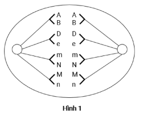 Hình 1 biểu diễn quá trình phân bào của một tế bào (Y) ở một cây lưỡng bội X có kiểu gen dị hợp về tất cả các cặp gen (Aa, Bb, Dd, Ee, Mm, Nn). Theo lí thuyết, phát biểu nào sau đây đúng? (ảnh 1)