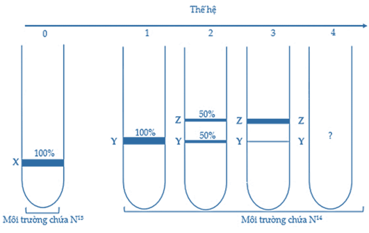Một nhóm nghiên cứu thực hiện thí nghiệm để kiểm chứng mô hình nhân đôi DNA ở vùng nhân của tế bào nhân sơ. Họ đã nuôi một số vi khuẩn E.coli trong môi trường chỉ có nitơ đồng vị nặng (15N). (ảnh 1)