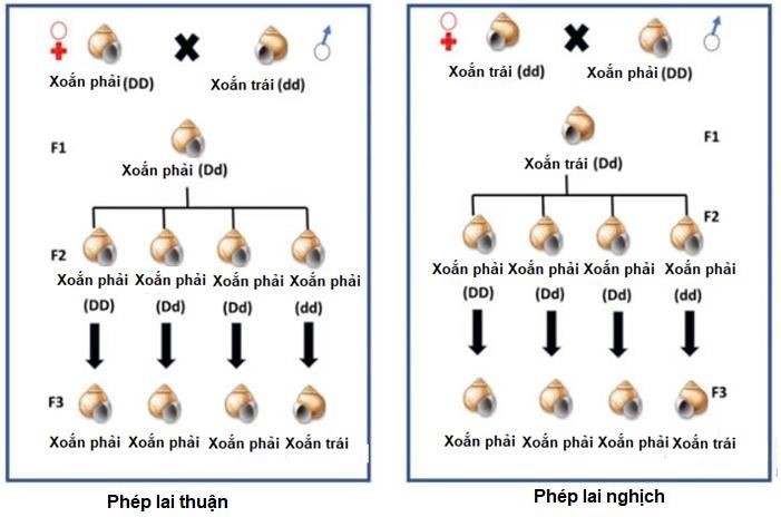 Ở loài ốc Limnaea Peregra, chiều xoắn vỏ của được qui định bởi một loại protein có trong tế bào chất của trứng, protein này được mã hóa bởi gene của mẹ (DD hoặc Dd qui định xoắn phải, dd qui định xoắn trái). (ảnh 1)