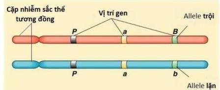 Phát biểu đúng với các thông tin trên hình sau là  A. mỗi gen trên cặp NST này đều có 2 trạng thái. B. các gen P,a,B là nhóm gen liên kết. C. cặp NST này có 6 lôcut gen. D. số loại giao tử tối đa của cặp NST này là 4. (ảnh 1)